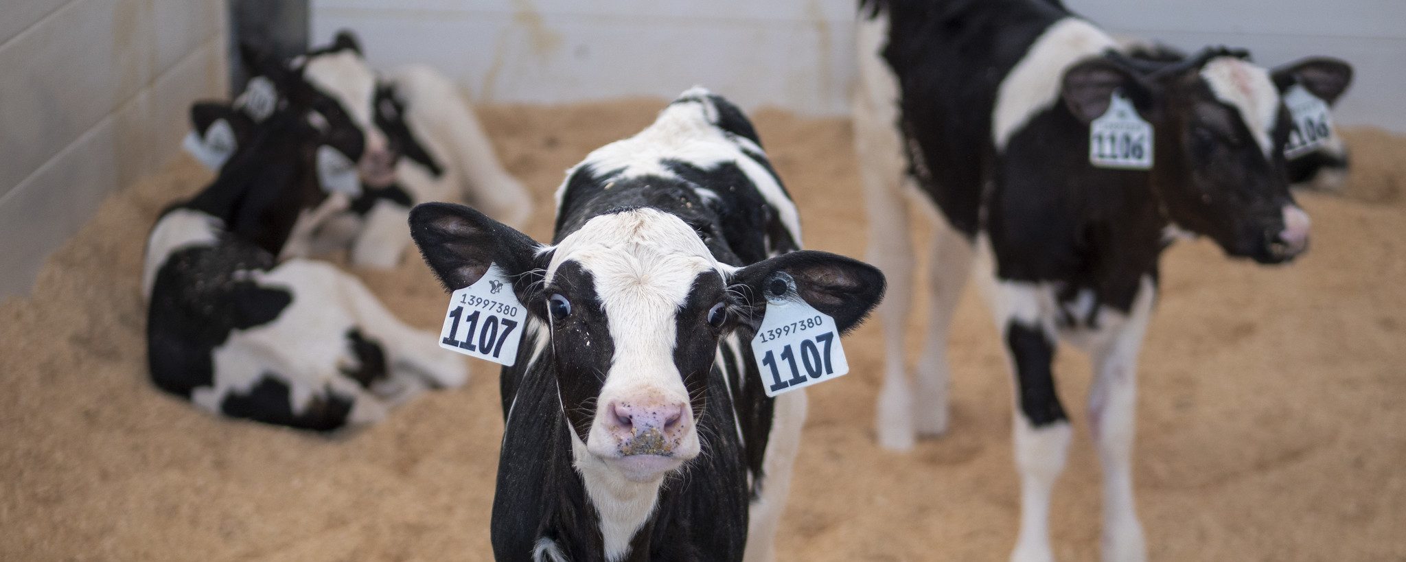Stereotypic Behaviour in Dairy Animals and its Implications for